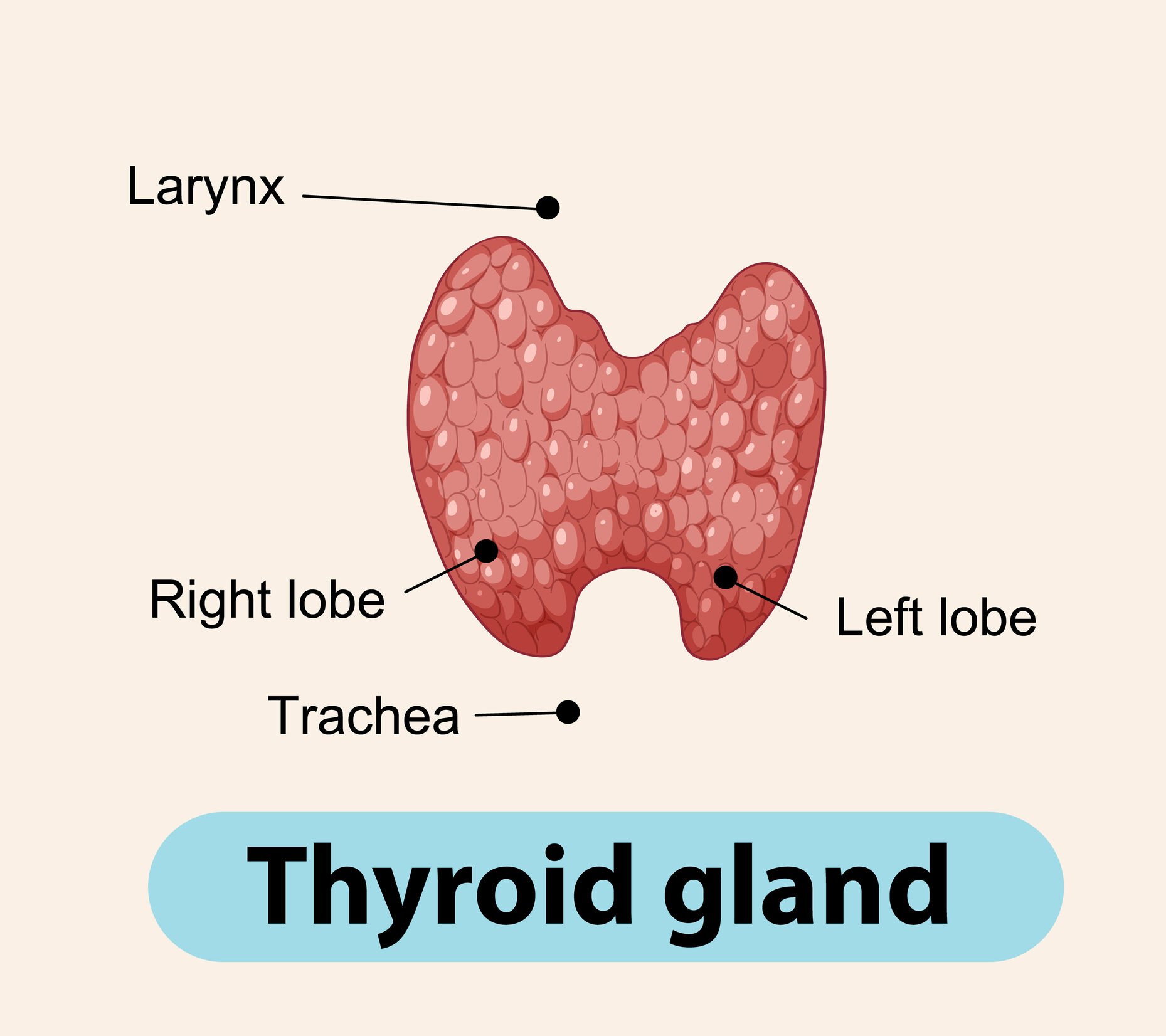 can thyroid nodules shrink without treatment